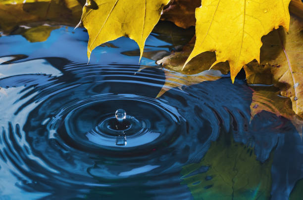 istock Yellow autumn maple leaf with reflection and drop over wavy water 1278988992