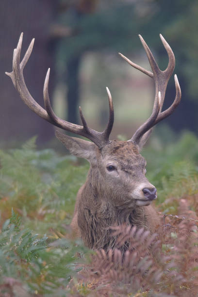 Red Deer Stag Rut Richmond Park London UK