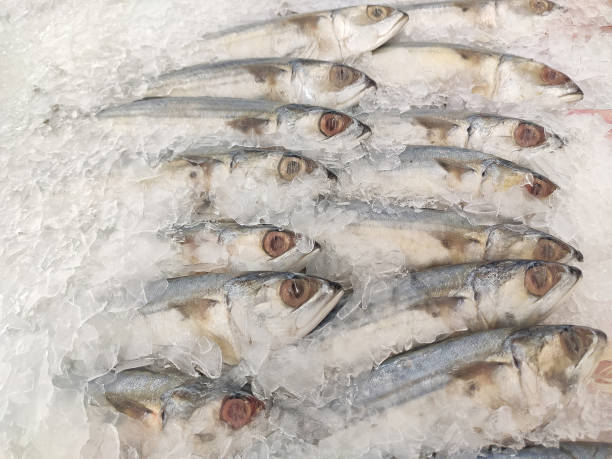Mackerel on ice In the supermarket,Fresh short-bodied mackerel preserved on ice cubes