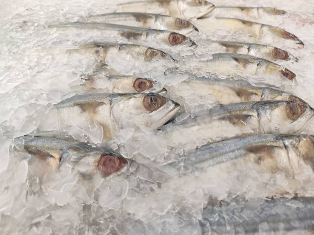 氷の上のサバ スーパーマーケットでは、氷の上に保存された新鮮な短いボディサバ - fish fish market catch of fish market ストックフォトと画像