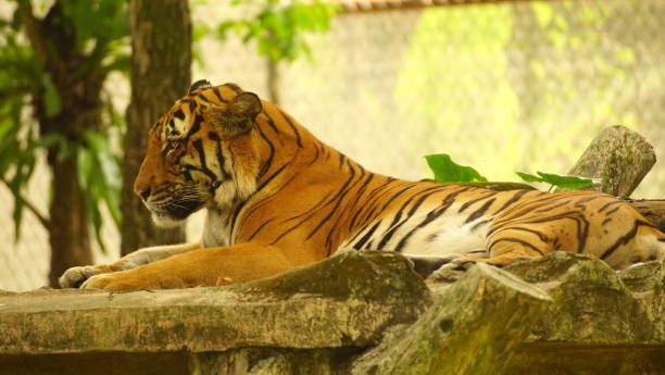 istock Tiger at the Kuala Lumpur Zoo 1278990588