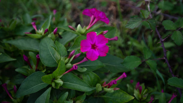 purple flowers of Mirabilis Jalapa, known as 'The beauty of the night' purple flowers of Mirabilis Jalapa, known as 'The beauty of the night' mirabilis jalapa stock pictures, royalty-free photos & images