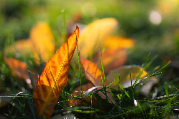 Maple leaves in various autumnal colors; Fall foliage