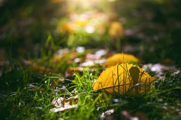 istock Leaves in various autumnal colors 1278990927
