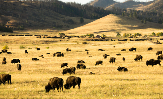 Herd of Buffalo in Custer State Park in South Dakota.