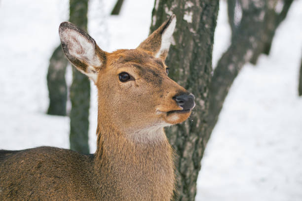 istock A female spotted deer. Sunny winter day, snow fell. 1278991066