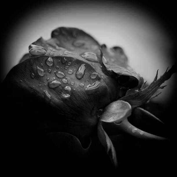 Sorrow. Close-up of a rose with water-drops, black and white image. stock photo