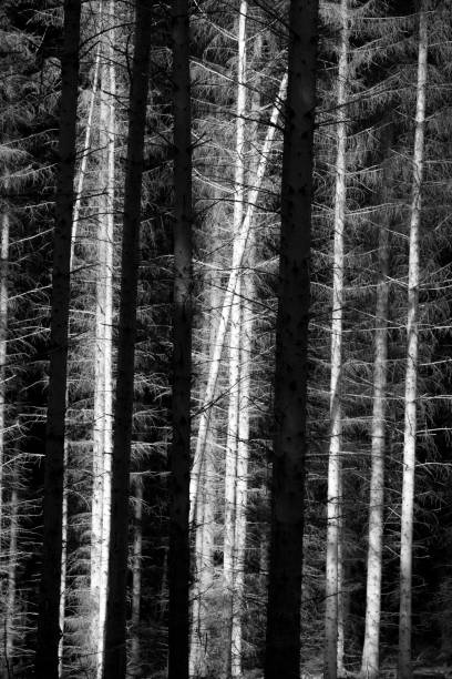 istock Abstract light and shadow forms - dead conifers in the forest - monochrome 1278991971