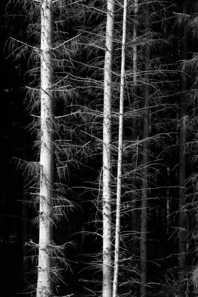 istock Abstract light and shadow forms - dead conifers in the forest - monochrome 1278992040
