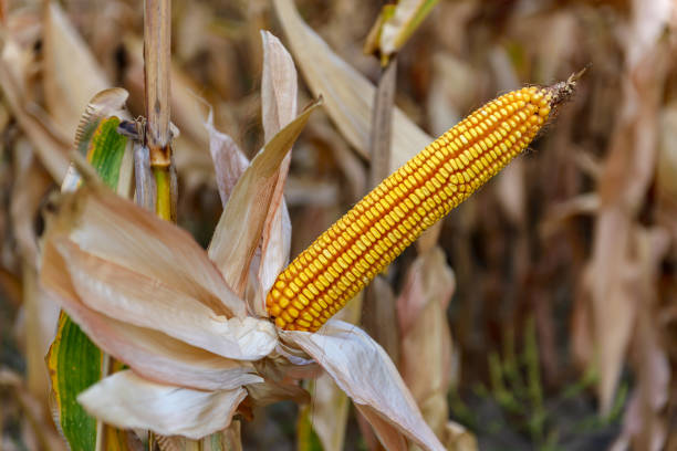 istock Corn on the stalk in the field 1278993150