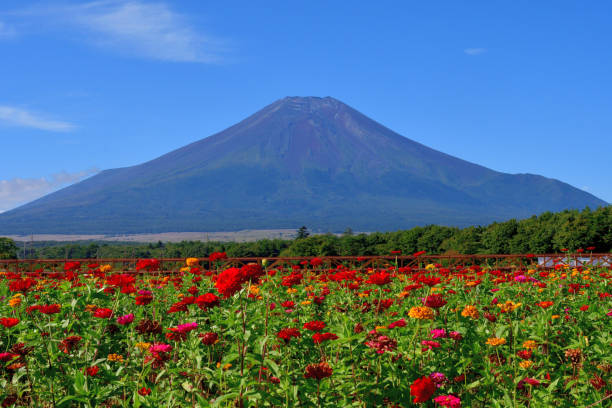 istock Mt Fuji and Zinnia Flowers 1278993321