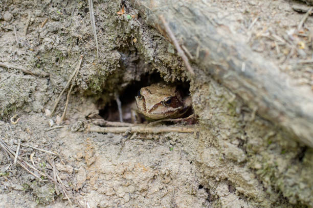 Gray, earthen frog sits in a hole. The amphibian uses mimicry to hide from predators.