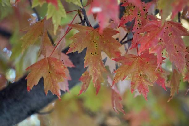 foglie d'autunno - ca02 foto e immagini stock