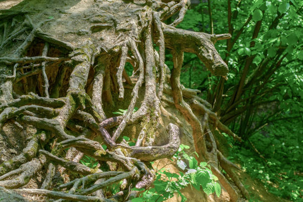 The roots of a large tree cling to the edge of the hill.