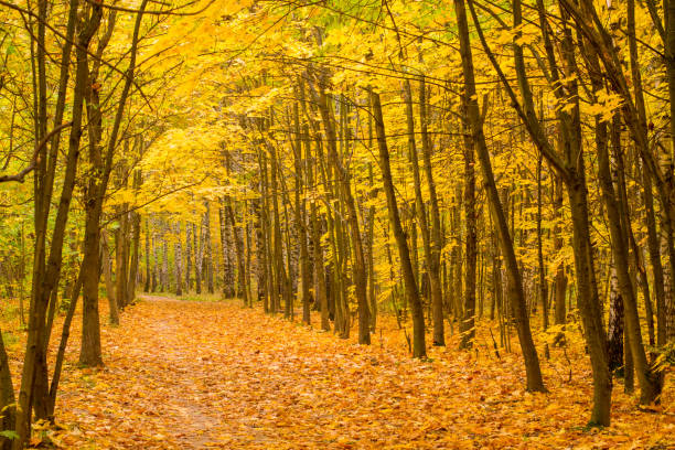 istock The autumn forest. Yellow forest before winter. 1278994972
