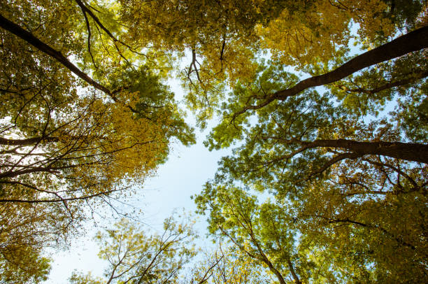 istock AUTUMN IN THE NATURE 1278995738