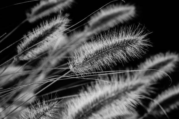istock AUTUMN IN THE NATURE 1278995760