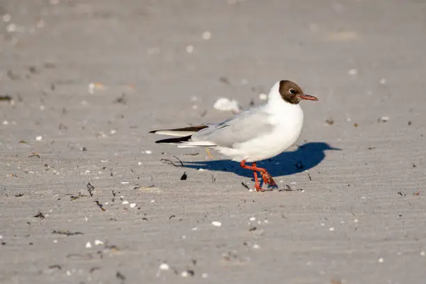 Laughing Gull on the beach, close-up