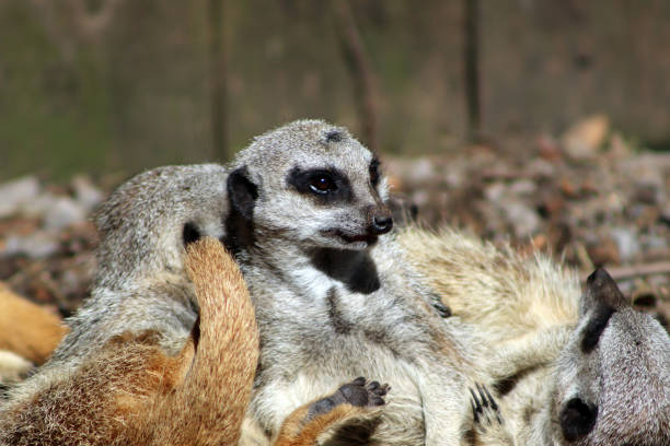 istock Meerkat at Axe Valley Wildlife Park 1278997292
