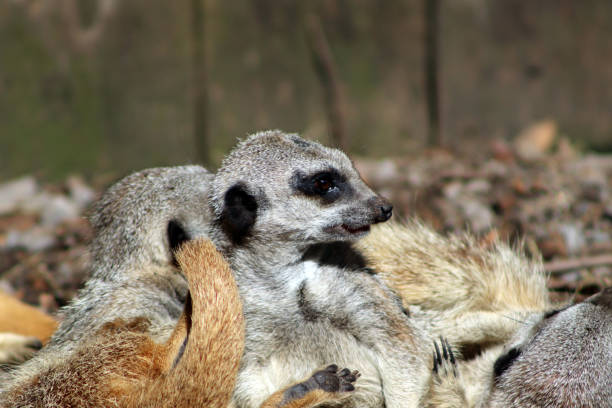 istock Meerkat at Axe Valley Wildlife Park 1278997308