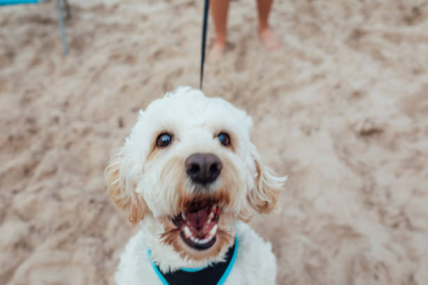 istock Cute Dog Jumping Up 1278997641