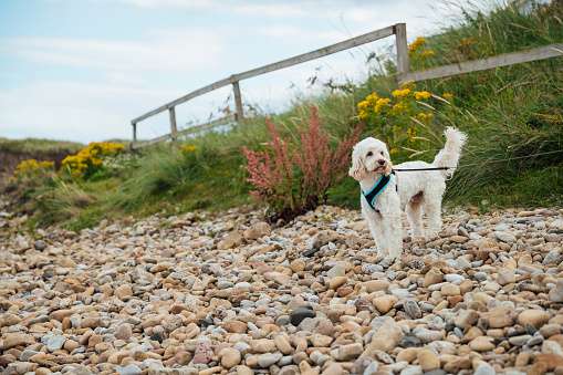 A gorgeous cockapoo stops and looks back at their owners waiting for them on their beach walk.