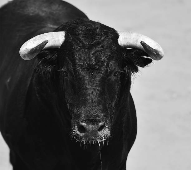 istock Black bull with big horns 1278999493