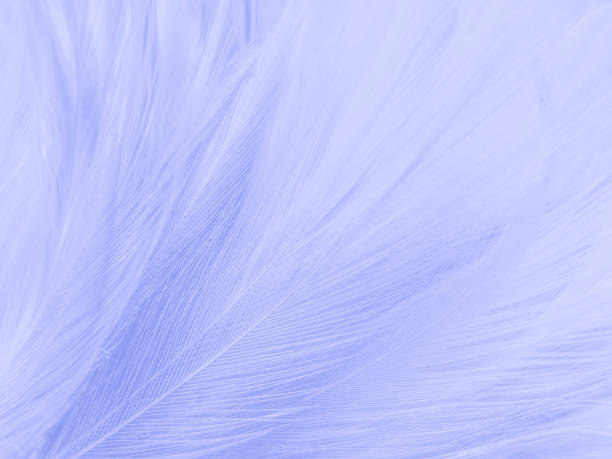 istock Beautiful abstract purple feathers on white background and soft white pink feather texture on dark pattern and light blue background, colorful feather, purple banners 1278999495