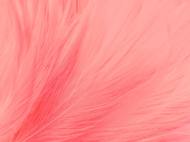 istock Beautiful abstract gray and pink feathers on white background,  white feather frame texture on pink pattern and pink background 1279000032