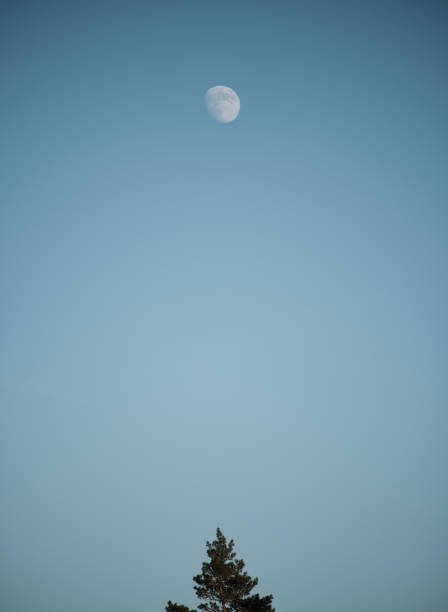 Photo of A pine tree at the bottom of the picture and the moon at the top of the picture with a blue background