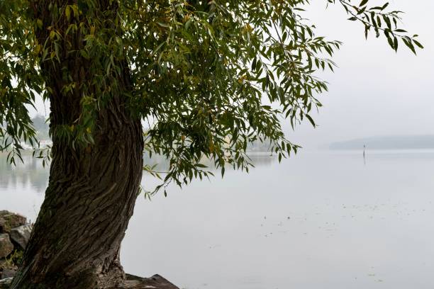 Tree reflection in lake in the autumn