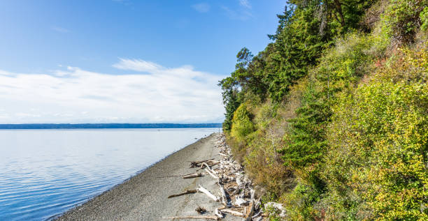 istock Normandy Park Driftwood And Plants 7 1279002553