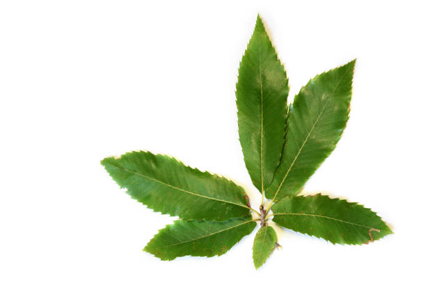 istock green leaves of chestnut isolated on white. 1279002624