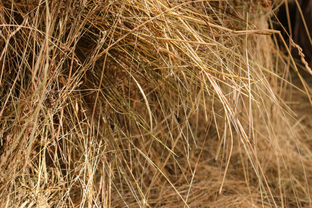 istock Mown dry grass on the close-up. Hay. 1279003120