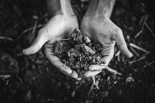 Farmer's hands holding dry soil. Black and white image. Agriculture / environmental concept.