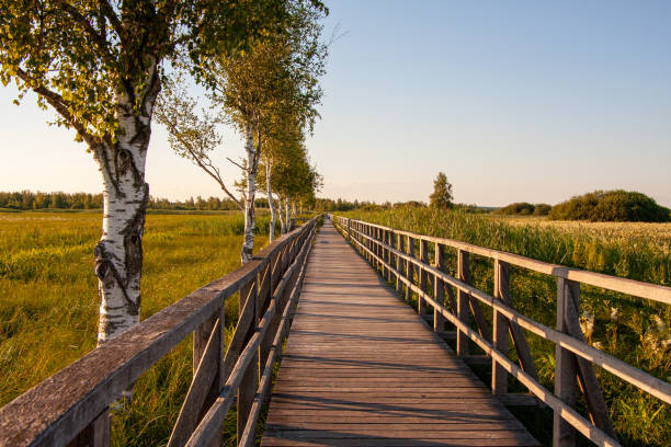 istock Federseesteg in Bad Buchau in Upper Swabia 1279004406