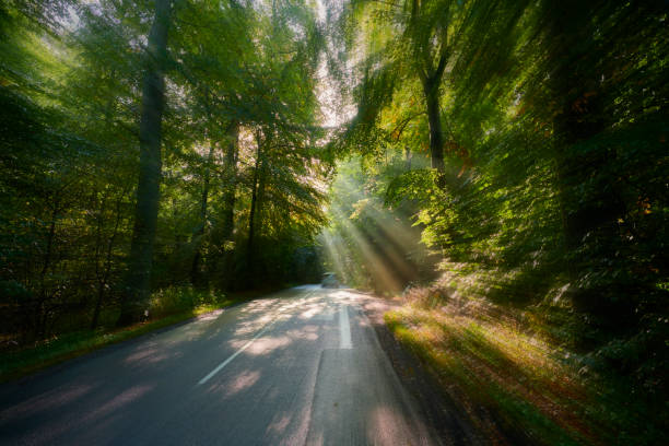 istock Light beams in forest - small car leaving 1279004440