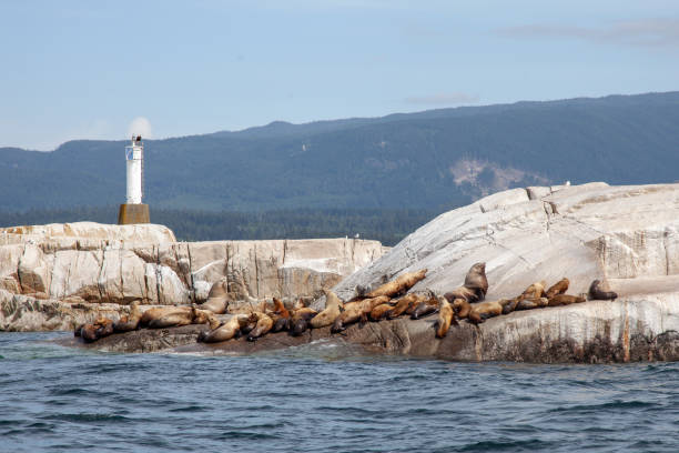 eine große gruppe kalifornischer seelöwen sonnt sich auf einem felsen vor der küste - canadian beach audio stock-fotos und bilder