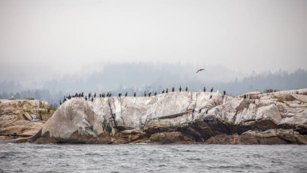 eine reihe von vögeln sitzen auf einem großen felsen an der küste von british-columbia - canadian beach audio stock-fotos und bilder