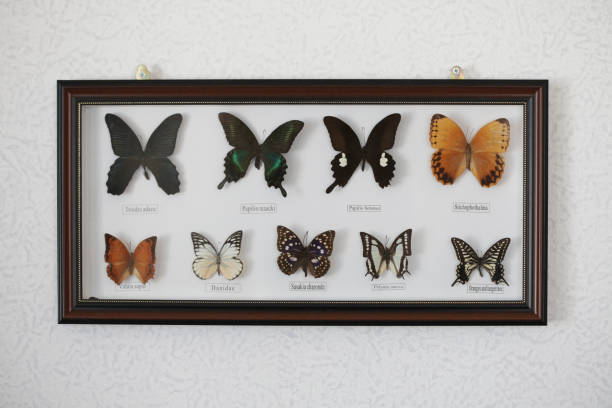 istock Collection of 9 different herbarium butterflies on a white background in frame. 1279004564