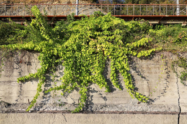 istock Climbing plant ivy grows along the retaining concrete wall 1279004605
