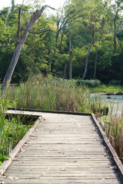 istock Wooden Boardwalk near the Water 1279005362