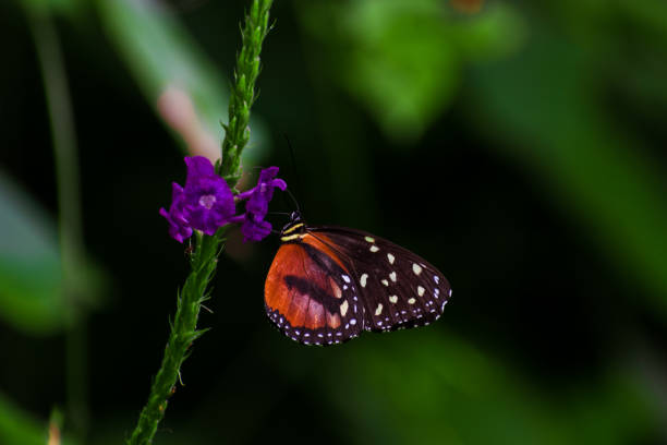 istock Orange and black butterfly with white dots 1279005506