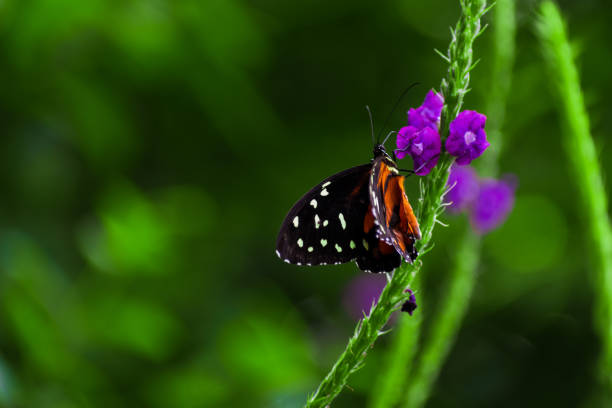 istock Orange and black butterfly with white dots 1279005520