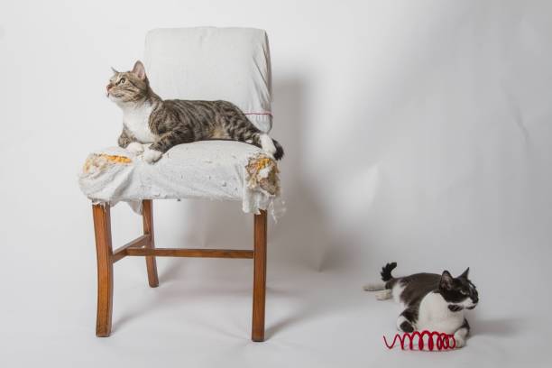 Chimba and Bisho posing