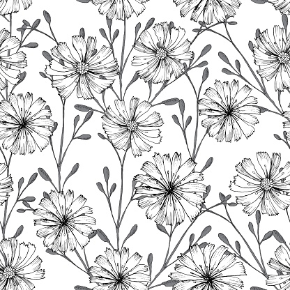 Seamless vector pattern with chicory flower. Black flowers and herbs isolated on white background. Print design for wallpapers, textile, fabric, wrapping gift, ceramic tiles