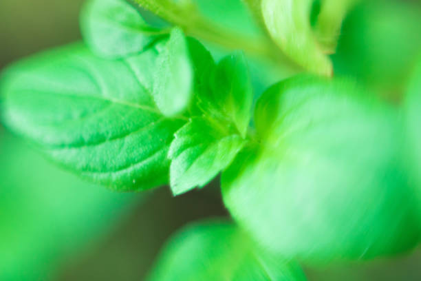 istock macrophotography of lavender leaves 1279006336