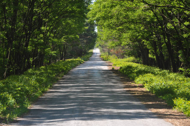 istock Road in Chernobyl exclusion zone 1279006441