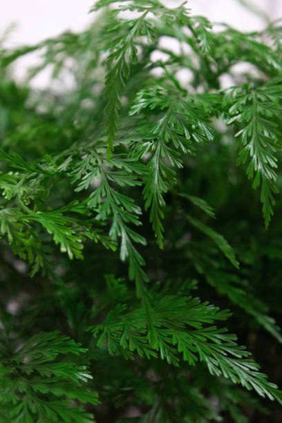istock leaves of Rumohra antecediformis 1279006488