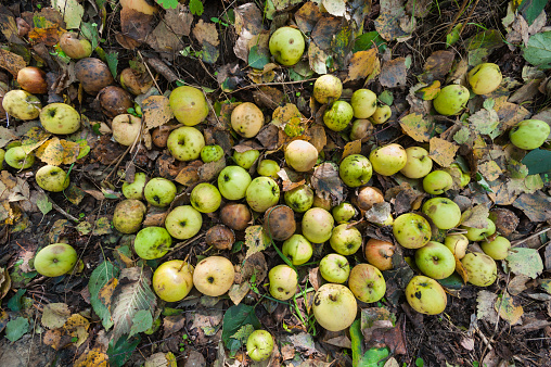 Rotten apples on ground, autumn season in Chernobyl exclusion zone, Ukraine